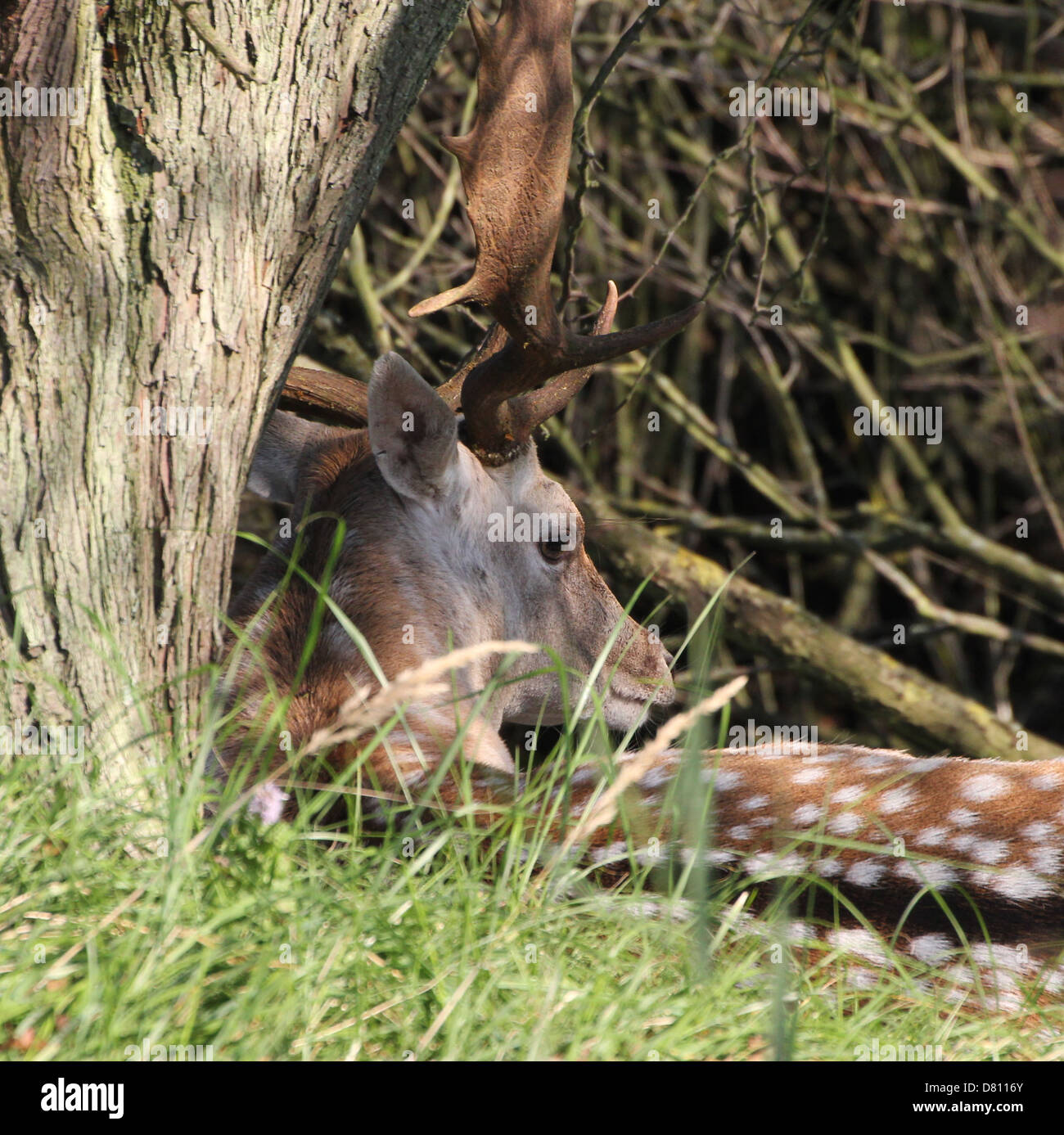 Close-up portrait of a male stag Fallow Deer ( Dama Dama) Stock Photo