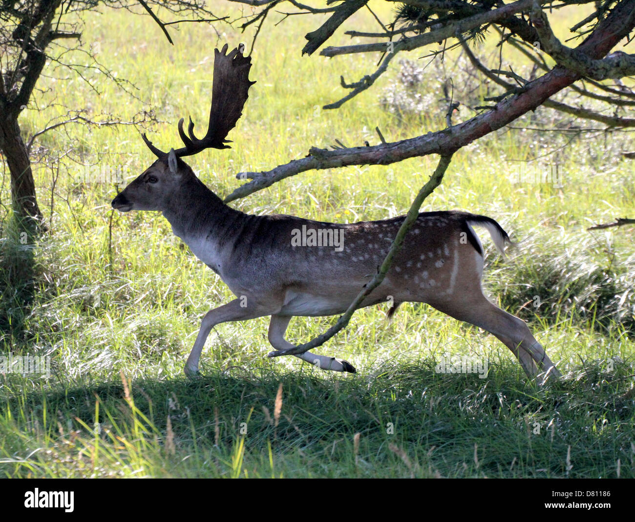 Close-up portrait of an antlered male stag Fallow Deer ( Dama Dama) running fast Stock Photo