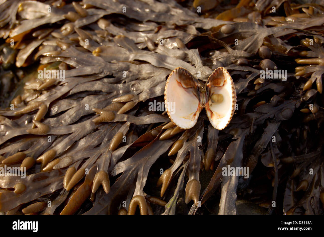 Cockle shell on beach at Rhu Point on the Gareloch, Scotland Stock