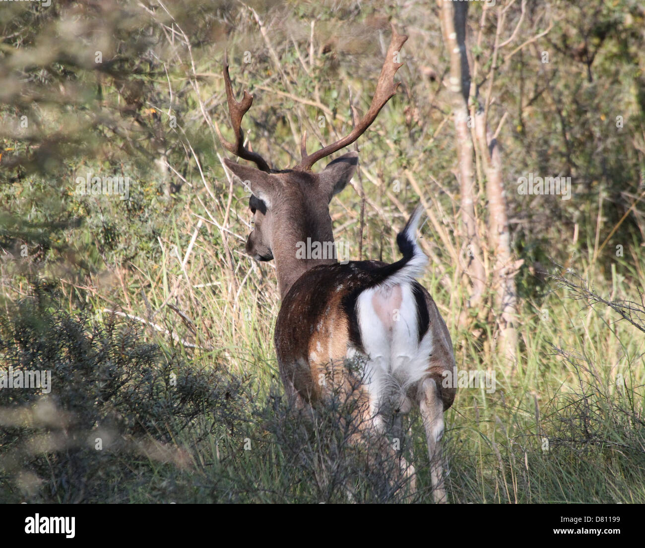 Close-up portrait of a male stag Fallow Deer ( Dama Dama) waking away from the camera Stock Photo