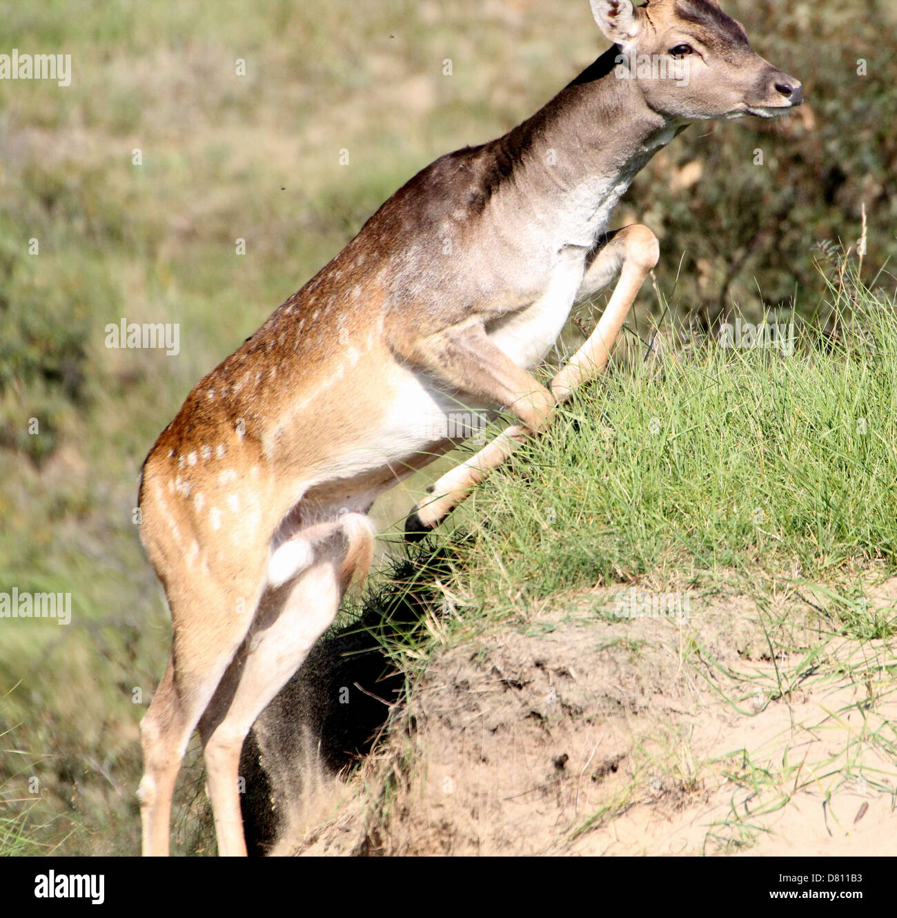 Fallow deer jumping hires stock photography and images Alamy