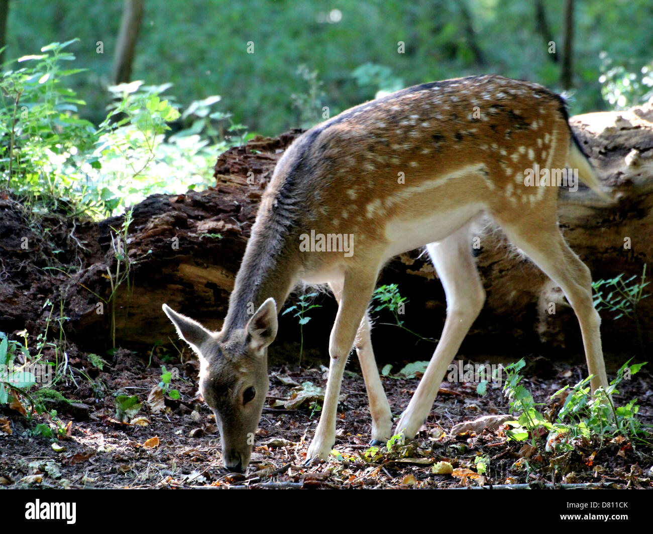 Close-up portrait of a female doe Fallow Deer ( Dama Dama) grazing in the forest Stock Photo