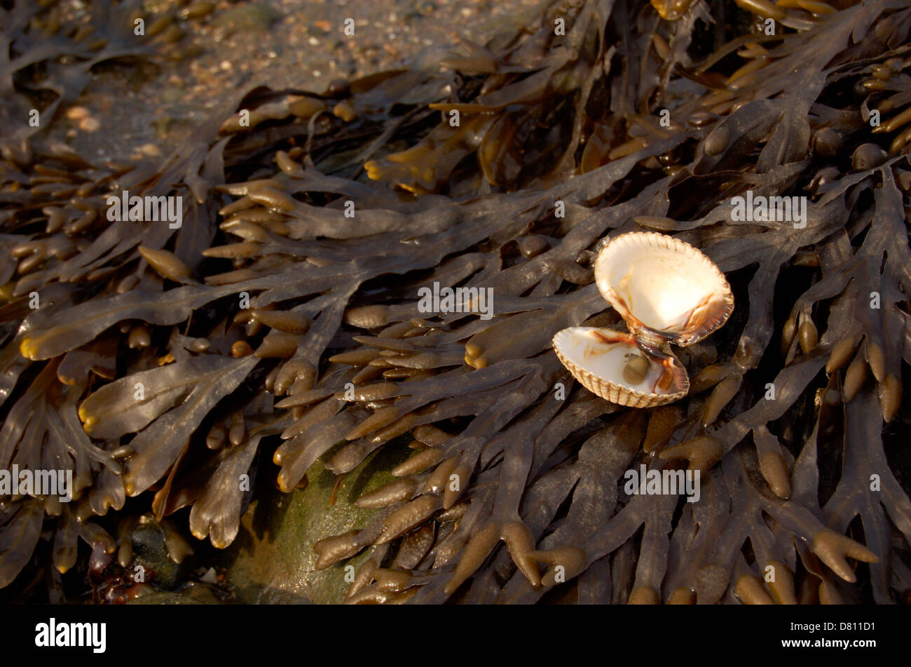 Cockle shell on beach at Rhu Point on the Gareloch, Scotland Stock ...