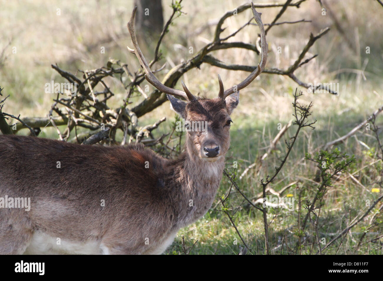 Close-up portrait of a male stag Fallow Deer ( Dama Dama) Stock Photo