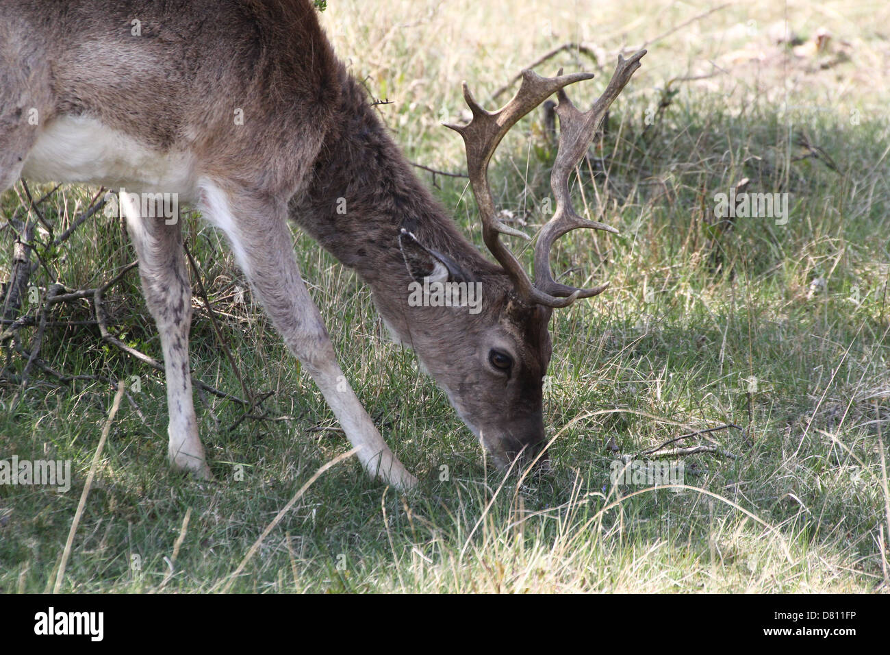Close-up portrait of a male stag Fallow Deer ( Dama Dama) grazing Stock Photo