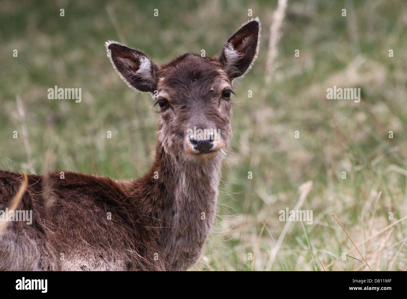 Close-up portrait of the head and upper body of a female Fallow Deer  (Dama Dama) Stock Photo