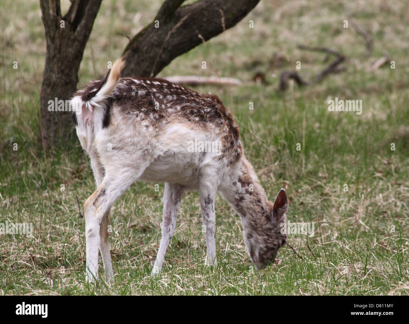 Close-up portrait of a female stag Fallow Deer ( Dama Dama) grazing Stock Photo