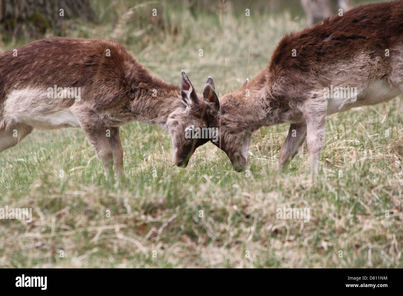 Close-up of a two young male  Fallow Deer stags ( Dama Dama) fighting Stock Photo