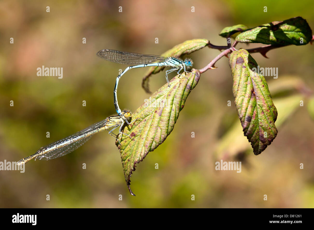Erythromma lindenii, mating pair, Sesimbra, Portugal Stock Photo