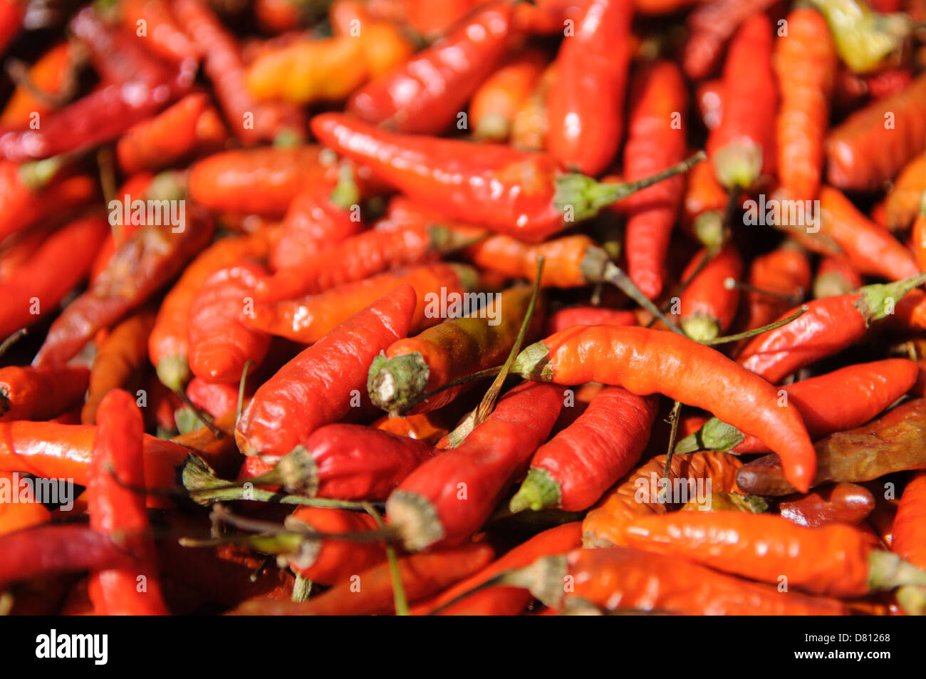 Chilis (sometimes known as Lao shrimp) bake in the sun to dry out in a remote village in northern Laos. Chilis are a staple of Lao cuisine. Stock Photo