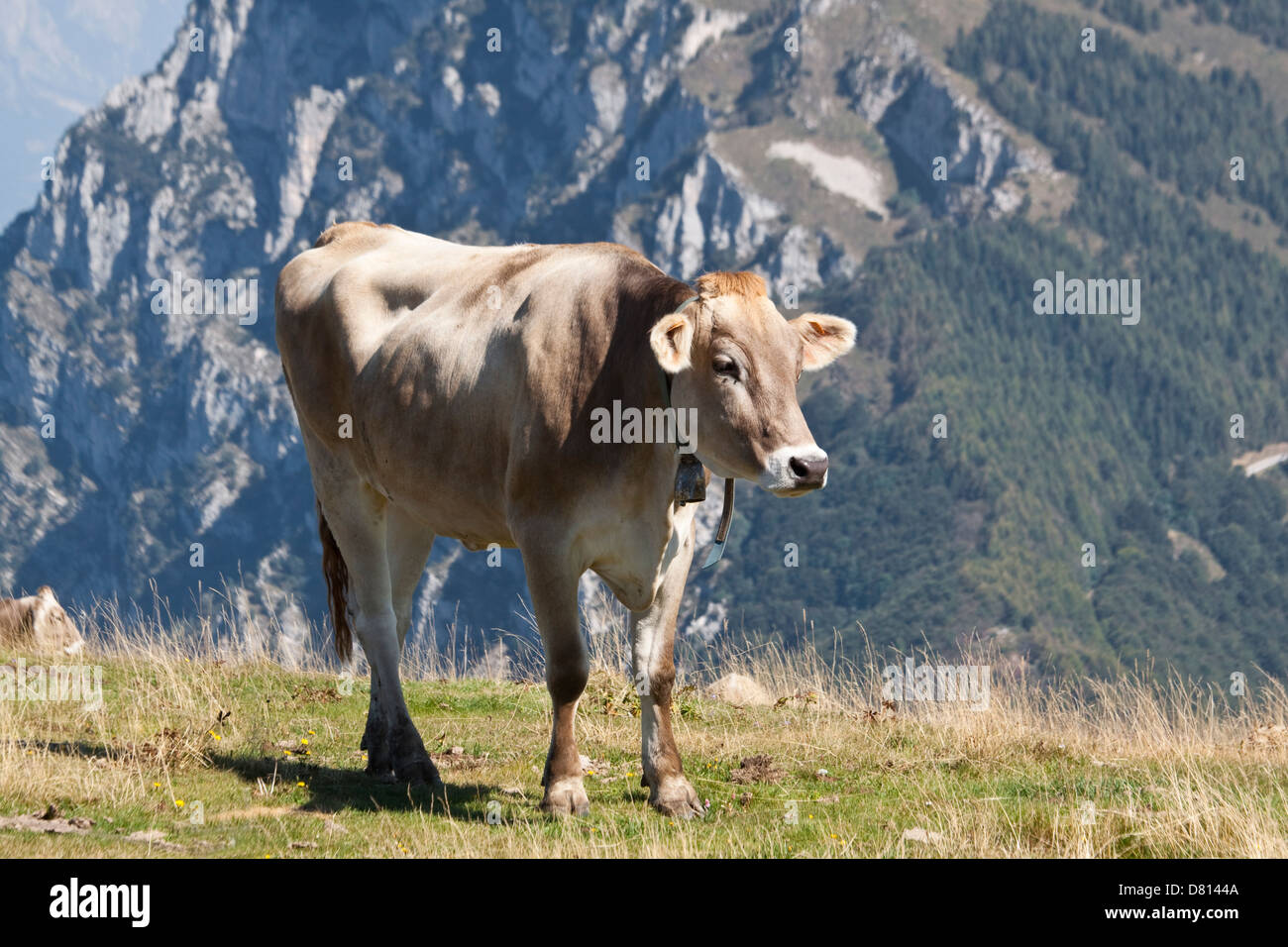 Alpine Cow on Mountainside Stock Photo