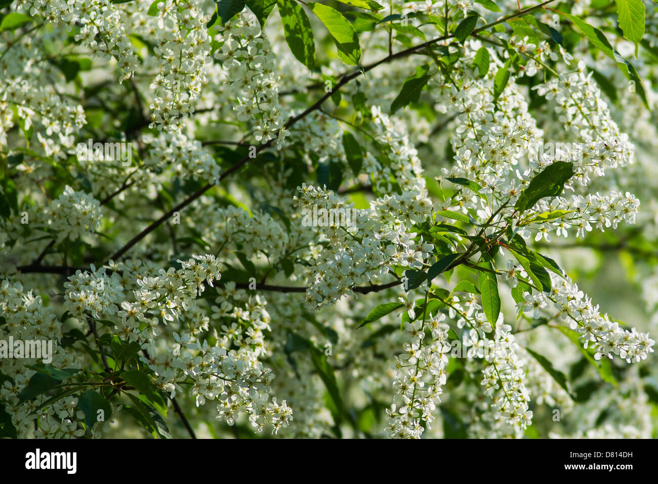 Bird cherry blossom hi-res stock photography and images - Alamy