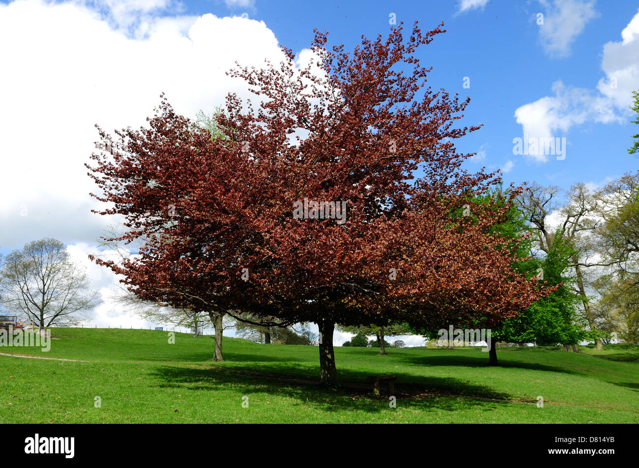 Copper beech tree hires stock photography and images Alamy