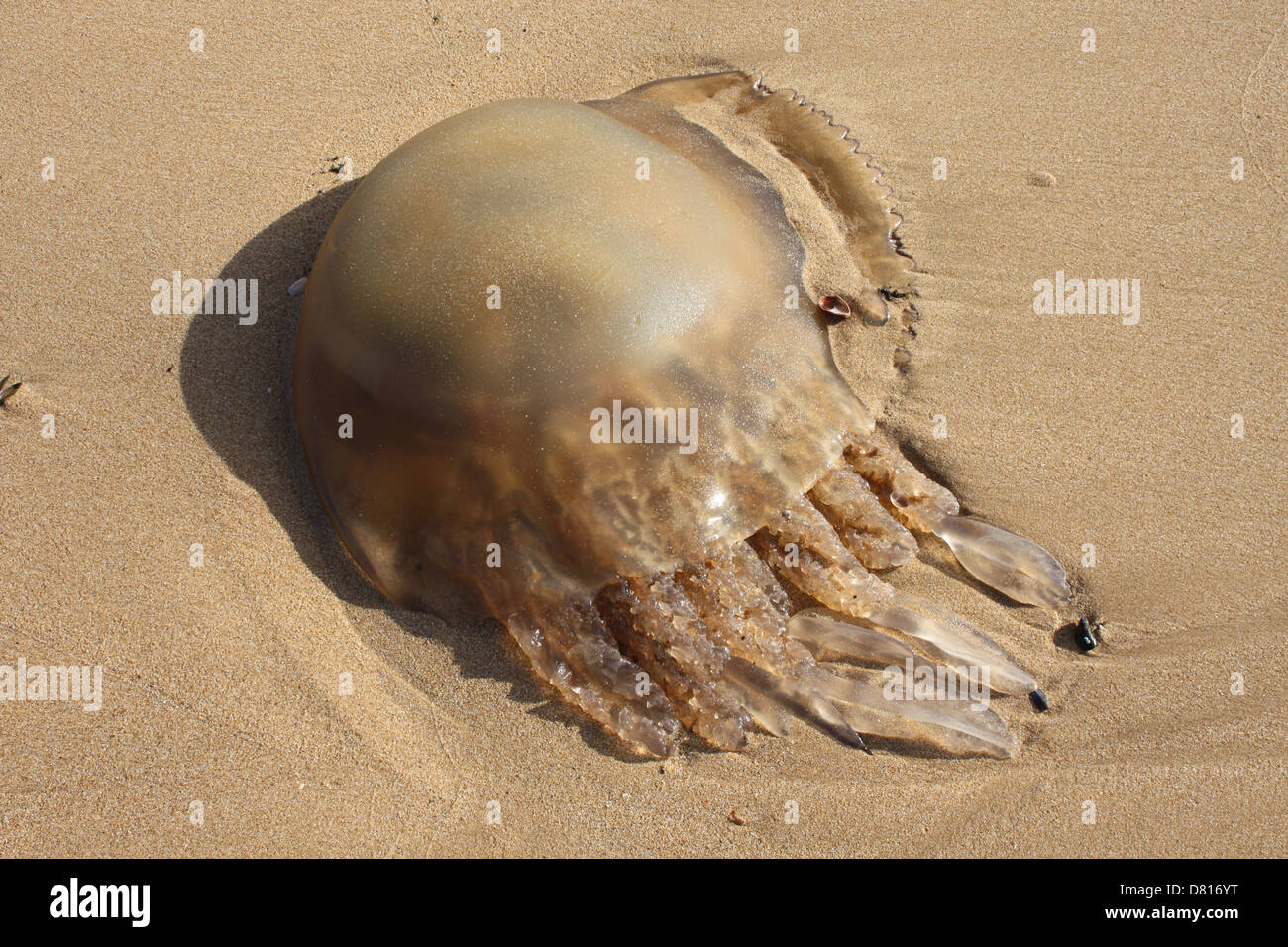 Jellyfish on the beach Stock Photo Alamy