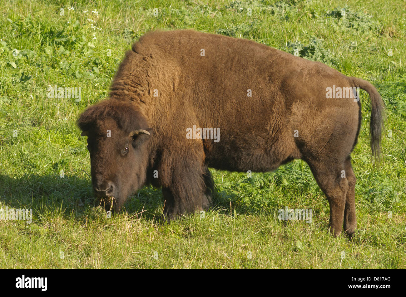 Bison in San Francisco's Golden Gate park Stock Photo