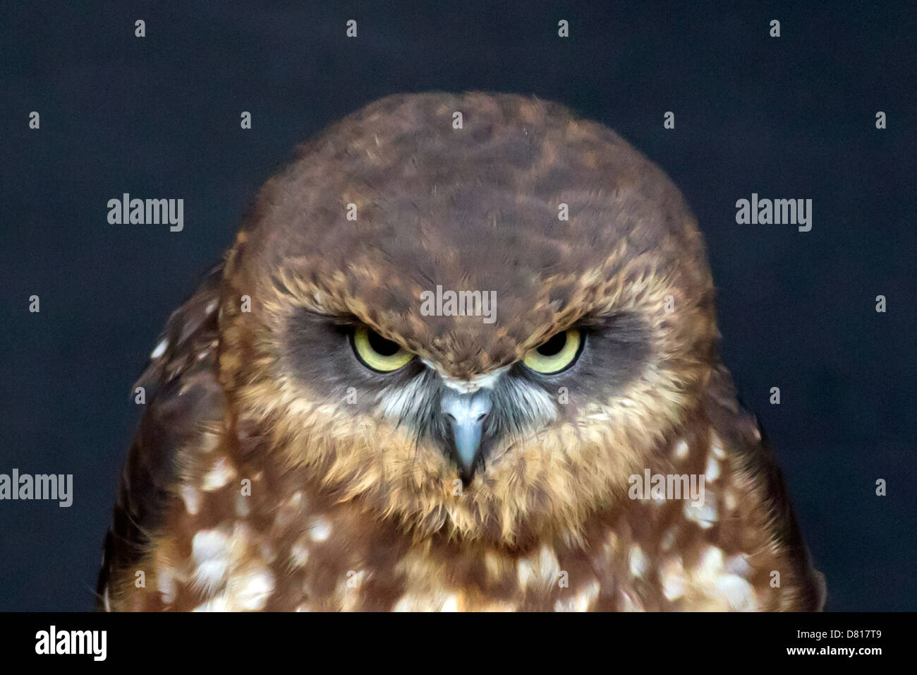 Southern Boobook Owl Stock Photo