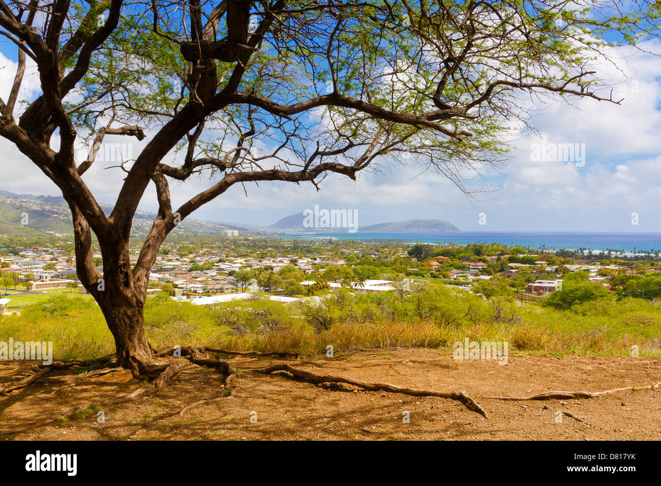 Lone kiawe tree along Diamond Head Road overlooking Koko Head from a