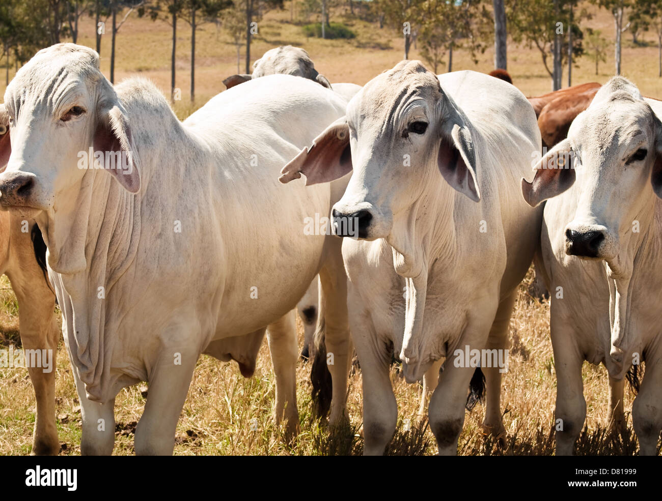 Australian cattle herd three gray Brahman beef cows for meat industry Stock Photo
