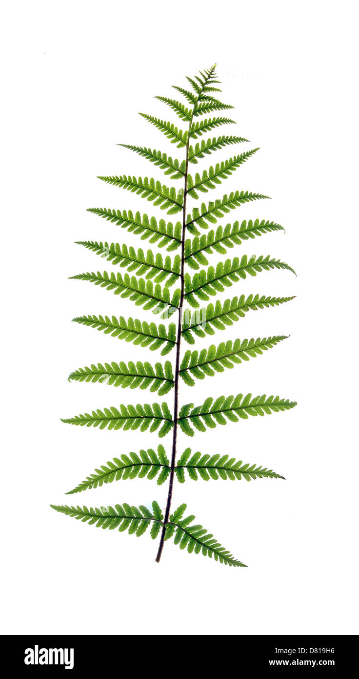 Fern frond backlit to revel veins and isolated on a white background Stock Photo