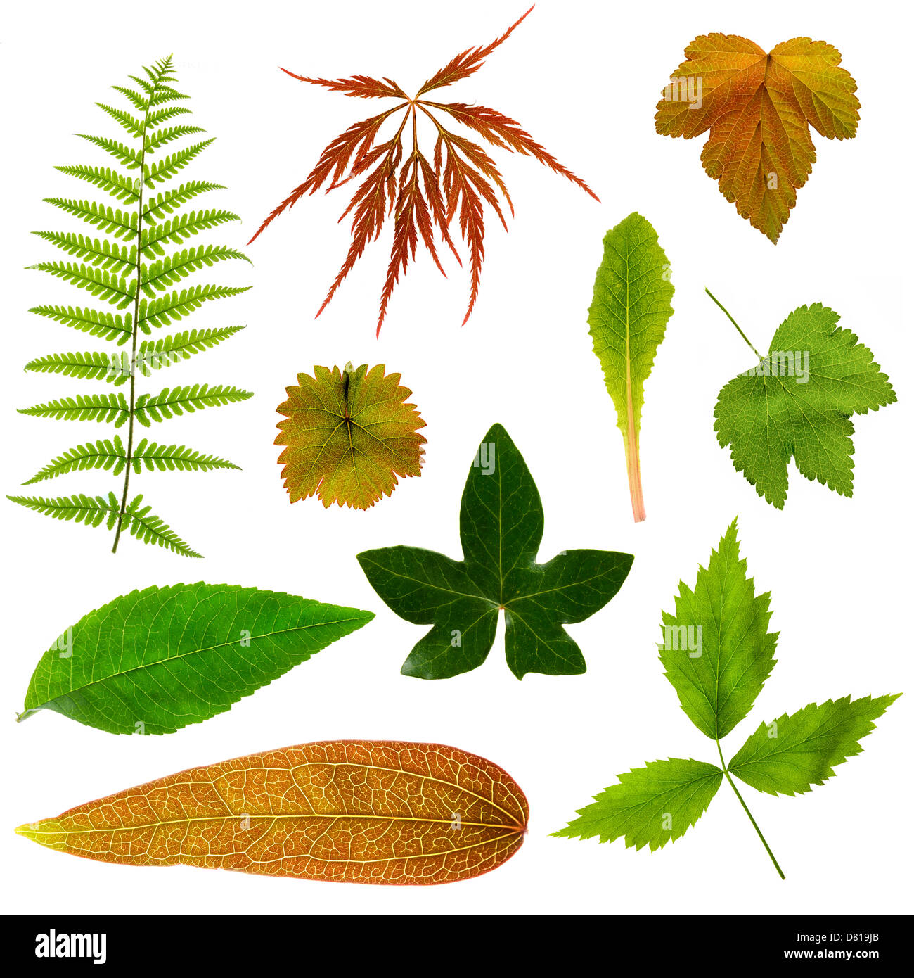 Collection of leaves on a white background Stock Photo