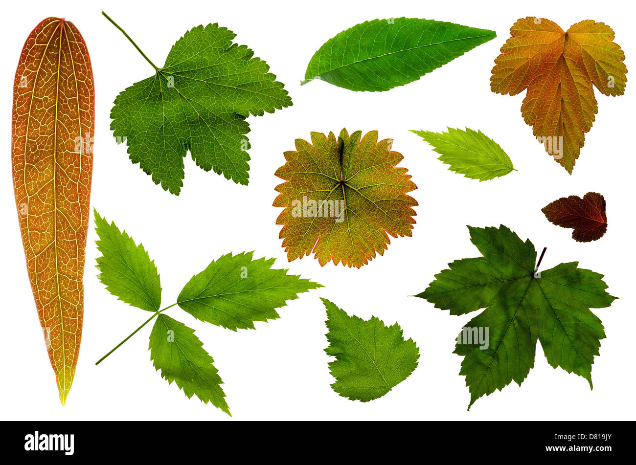 Collection of garden leaves on a white background Stock Photo