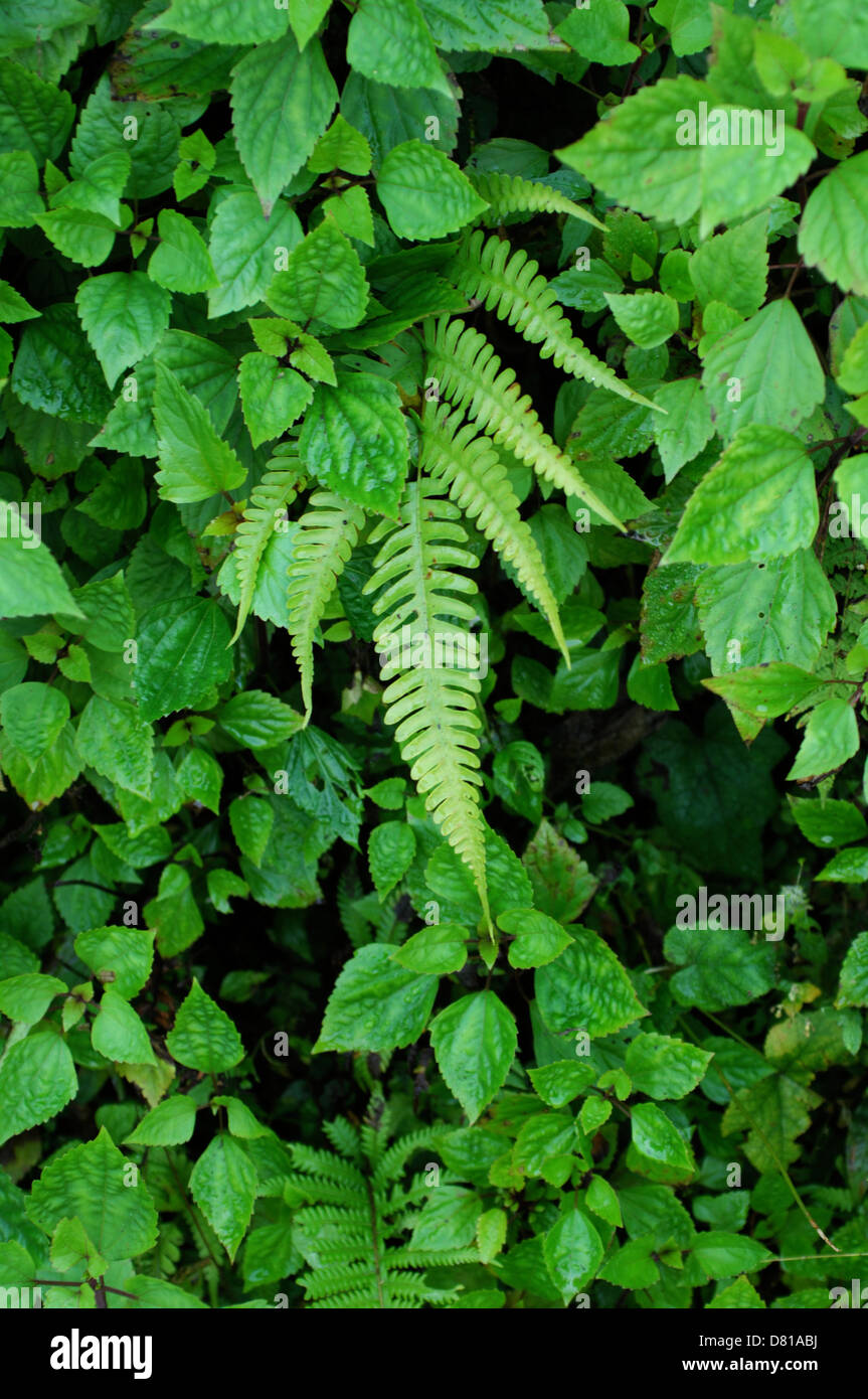Texture eco ecology green hi-res stock photography and images - Alamy