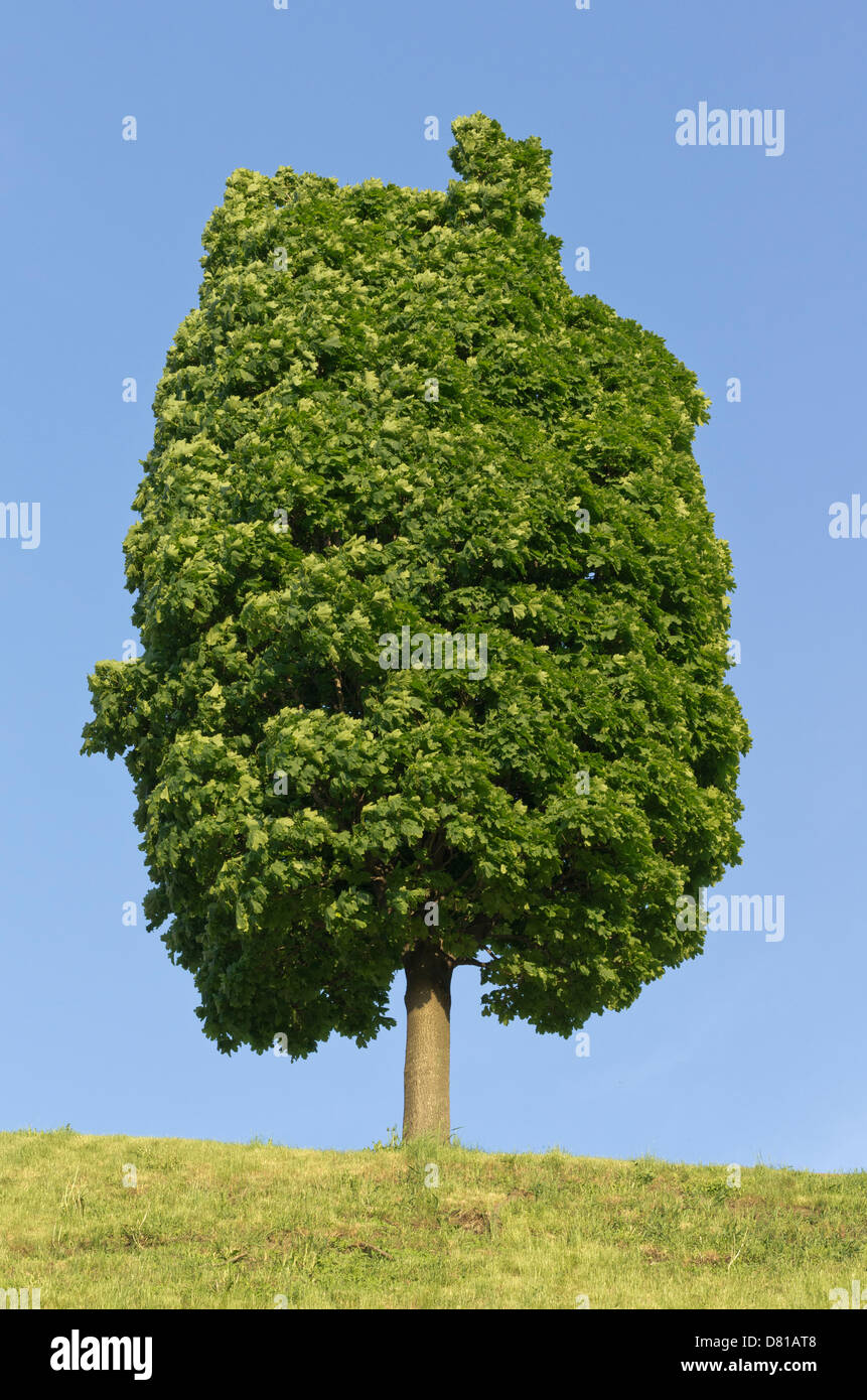 Maple tree standing alone on a hill with blue sky Stock Photo - Alamy