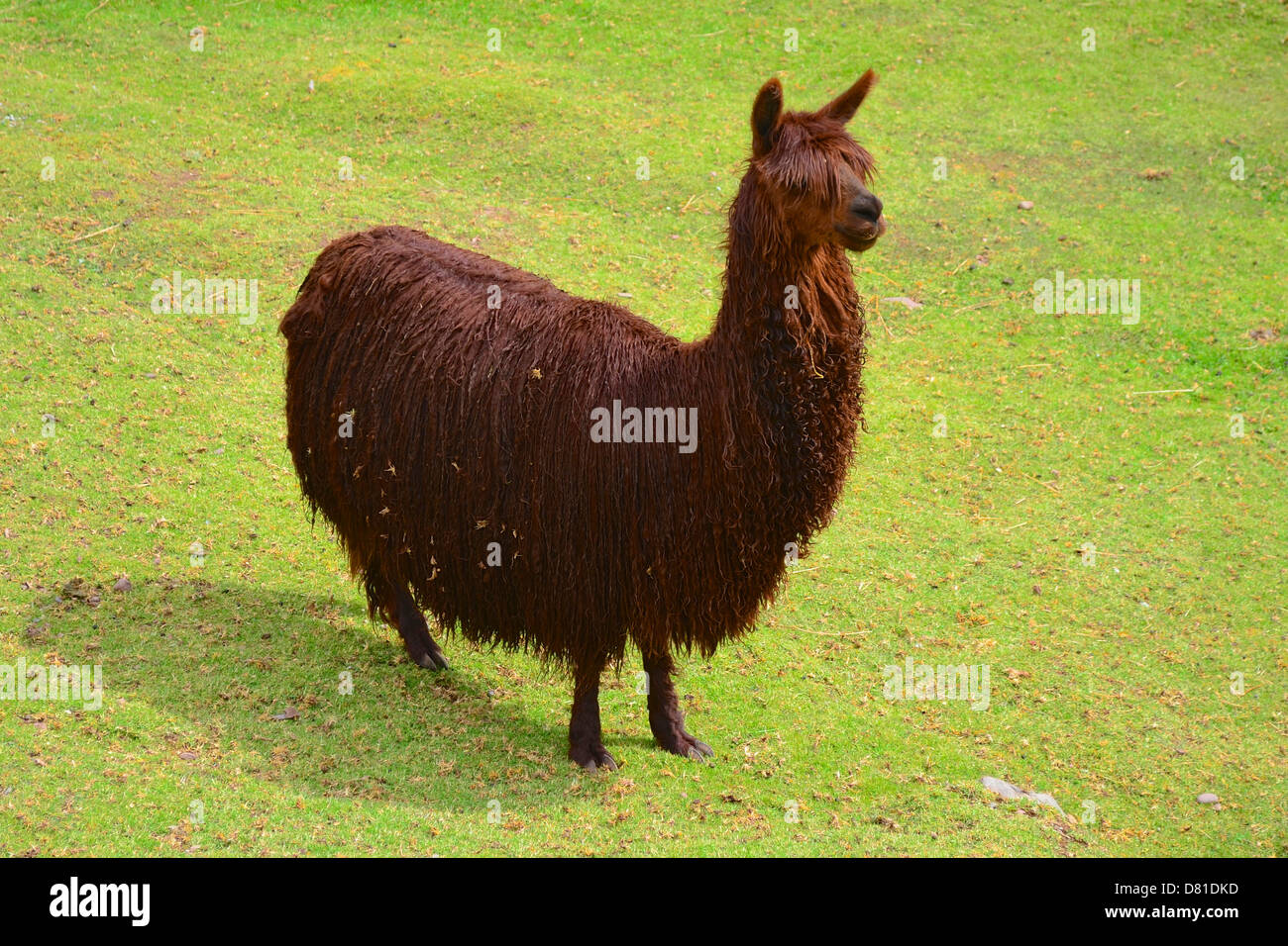 a long-haired Alpaca, near Cuzco, Peru Stock Photo