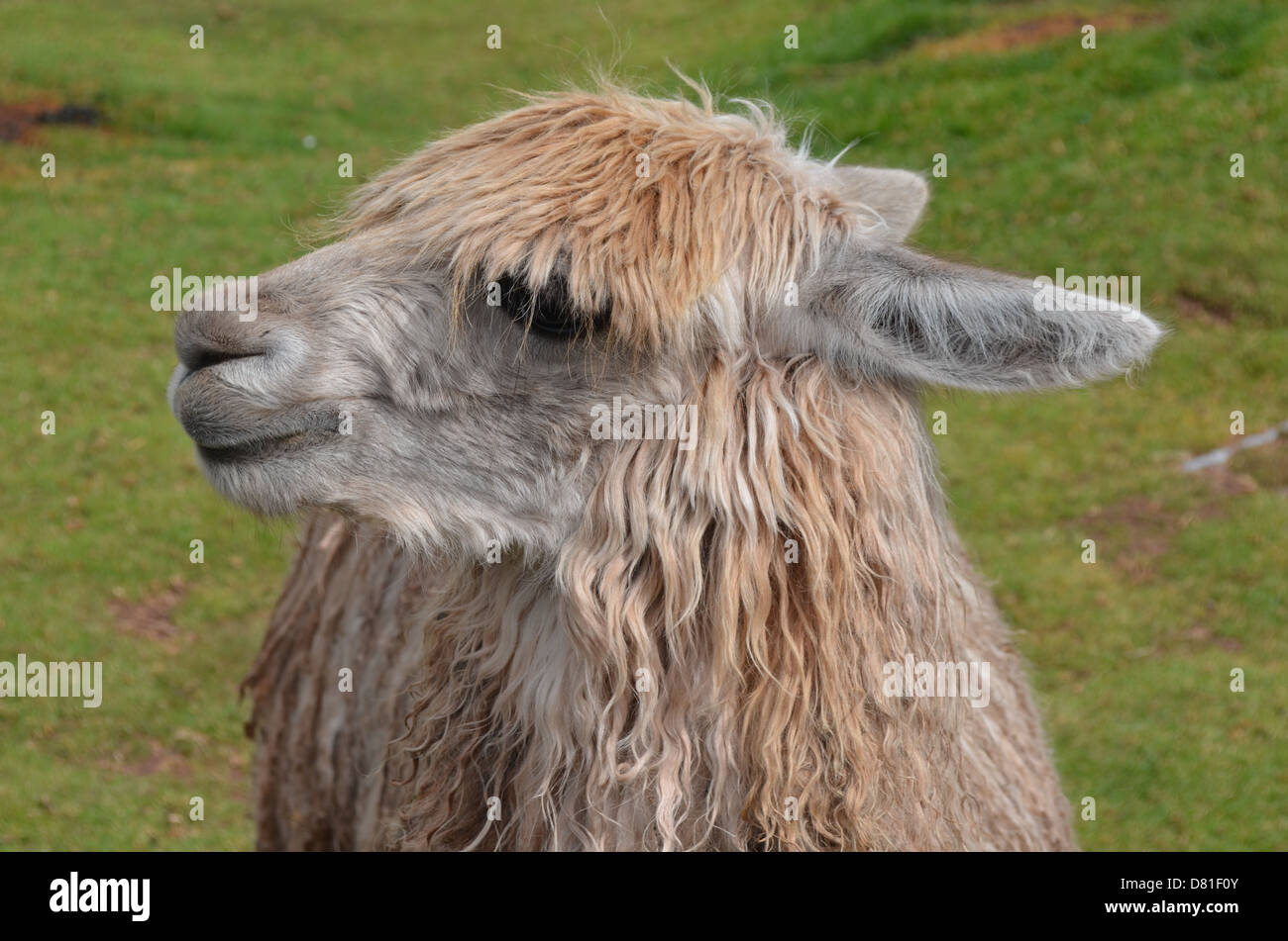 a long-haired Alpaca, near Cuzco, Peru Stock Photo