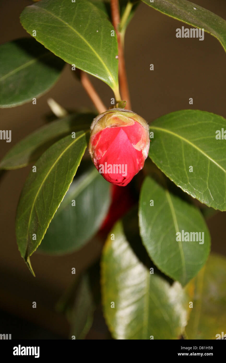 Red Camellia Bud Stock Photo Alamy