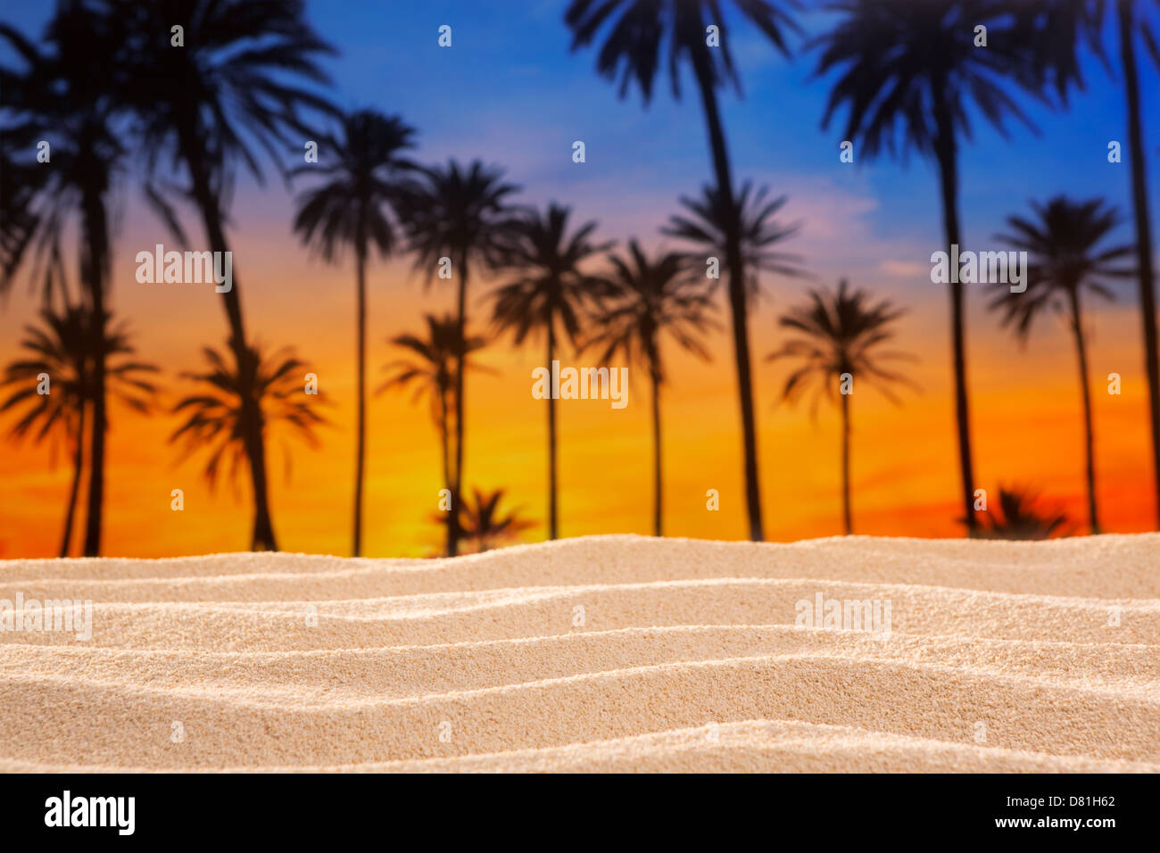 tropical palm tree sunset sky on sand dune beach desert Stock Photo