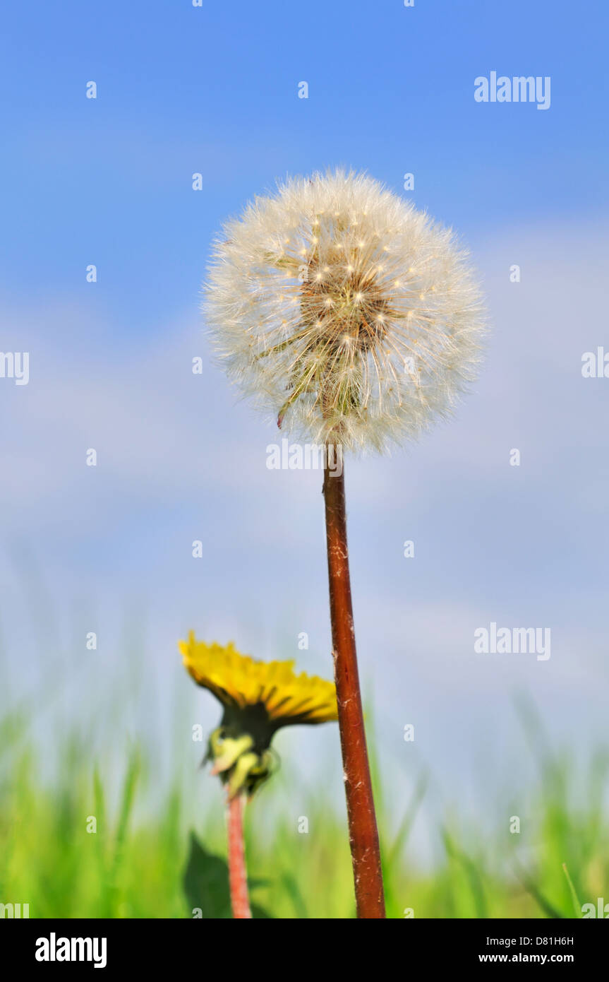 dandelions flowers and egrets in a meadow under blue sky background Stock Photo