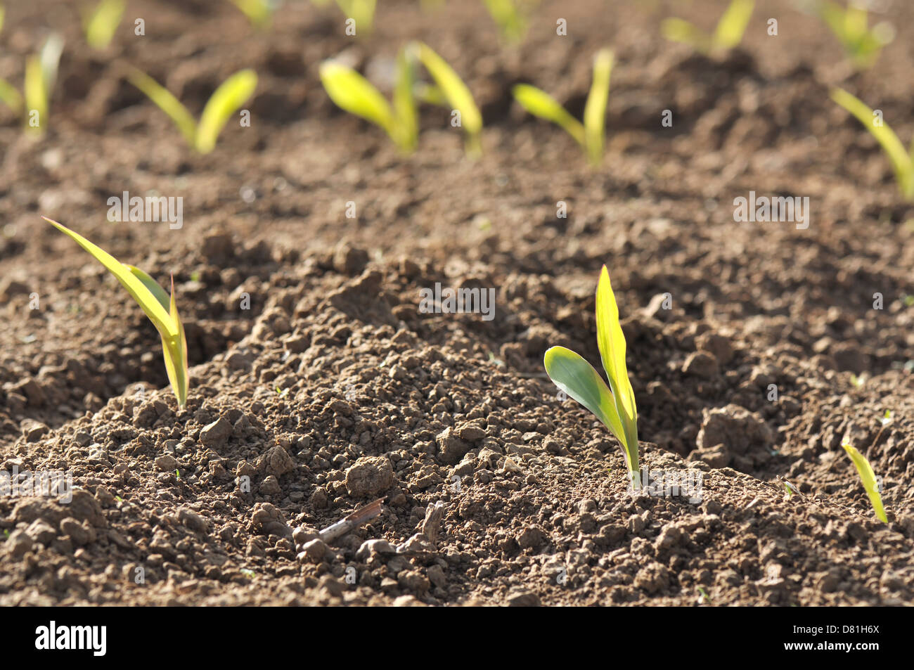 close up of a row of seedlings of corn in a field stock photo corn seedlings