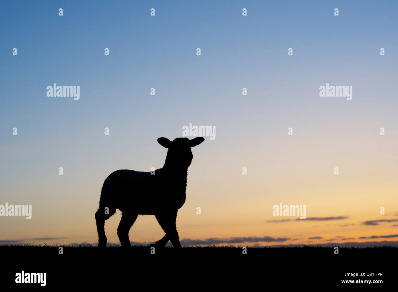 Silhouette of sheep / spring lamb standing on a hill at sunrise Stock Photo