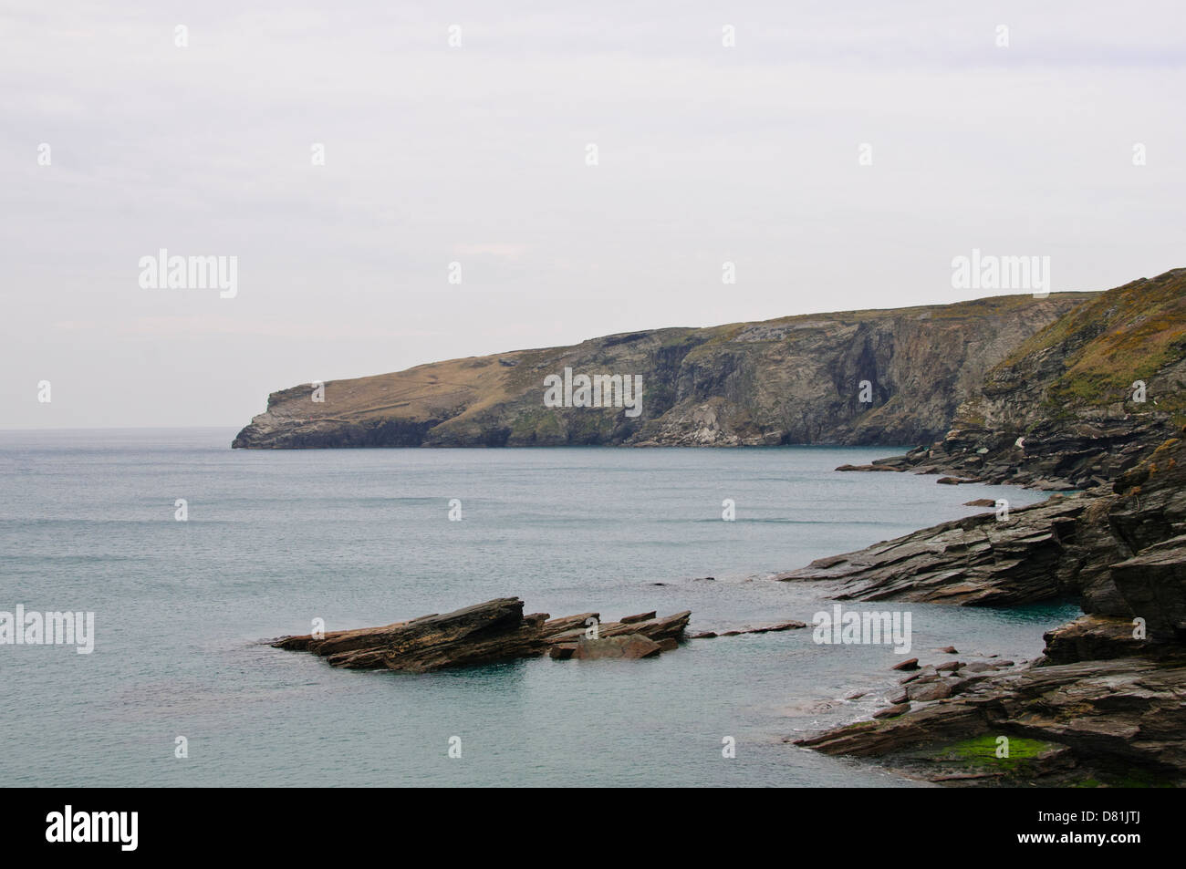 Limpets and mussels clinging in clusters to the rocks trebarwith strand