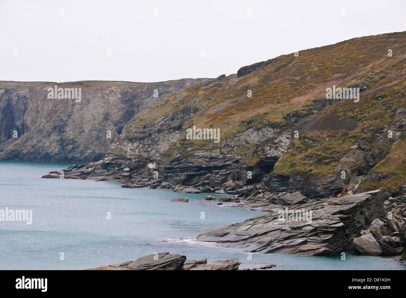 Limpets and mussels clinging in clusters to the rocks trebarwith strand