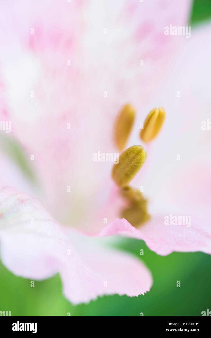 Close-up of the stamens and flower of an alstromeria plant Stock Photo