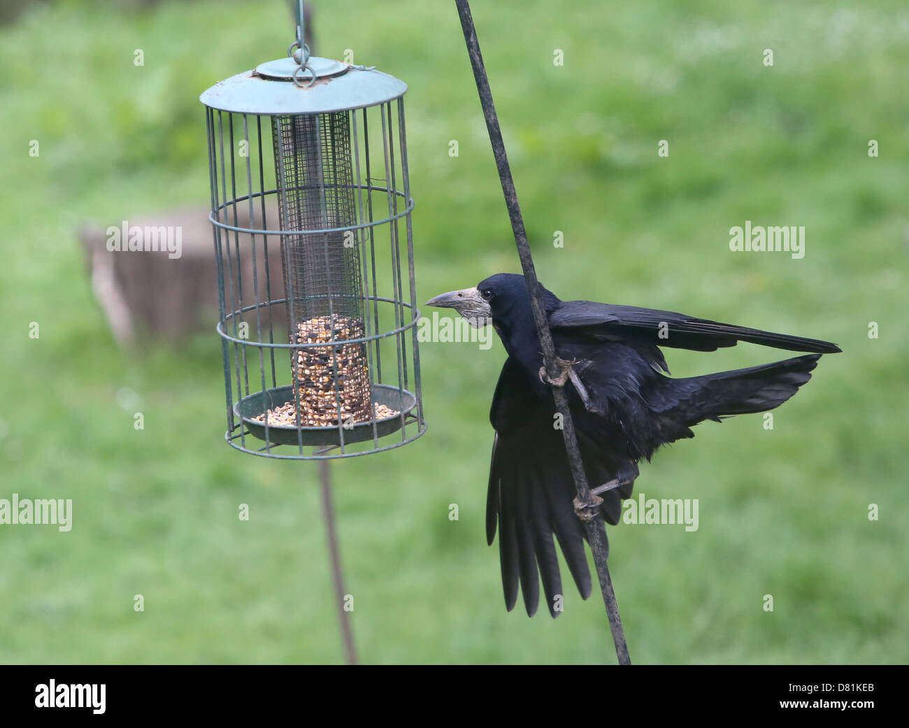 Rook Corvus frugilegus attempting to feed on bird seed in a bird feeder ...