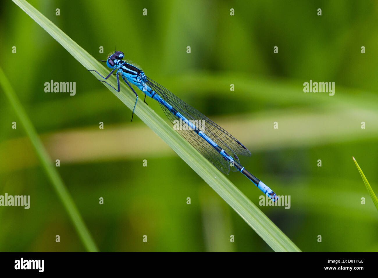 Azure Damselfly Coenagrion puella Stock Photo - Alamy