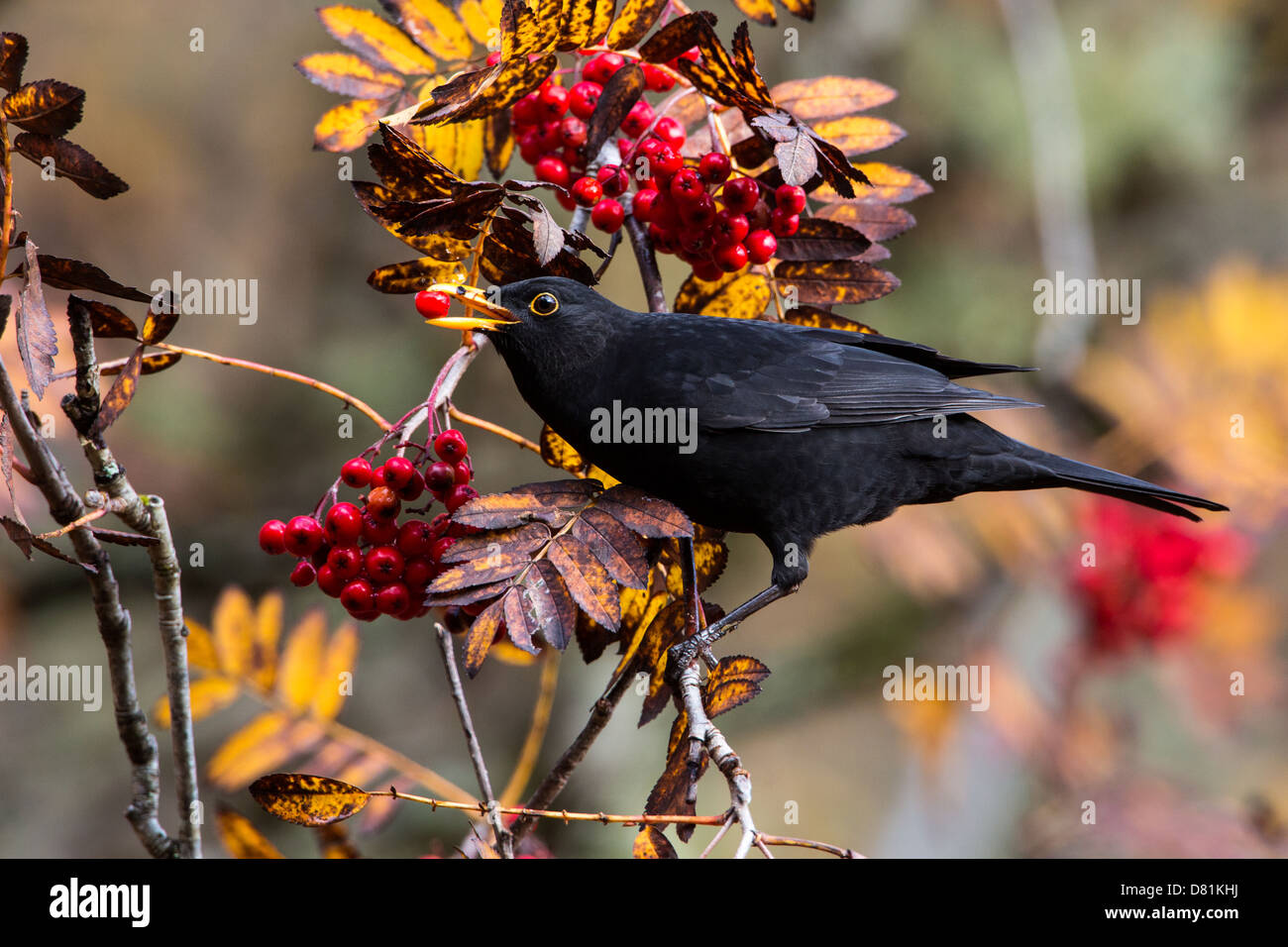 Common Blackbird, Turdus merula, feeding on Rowan berries, Sorbus aucuparia Stock Photo