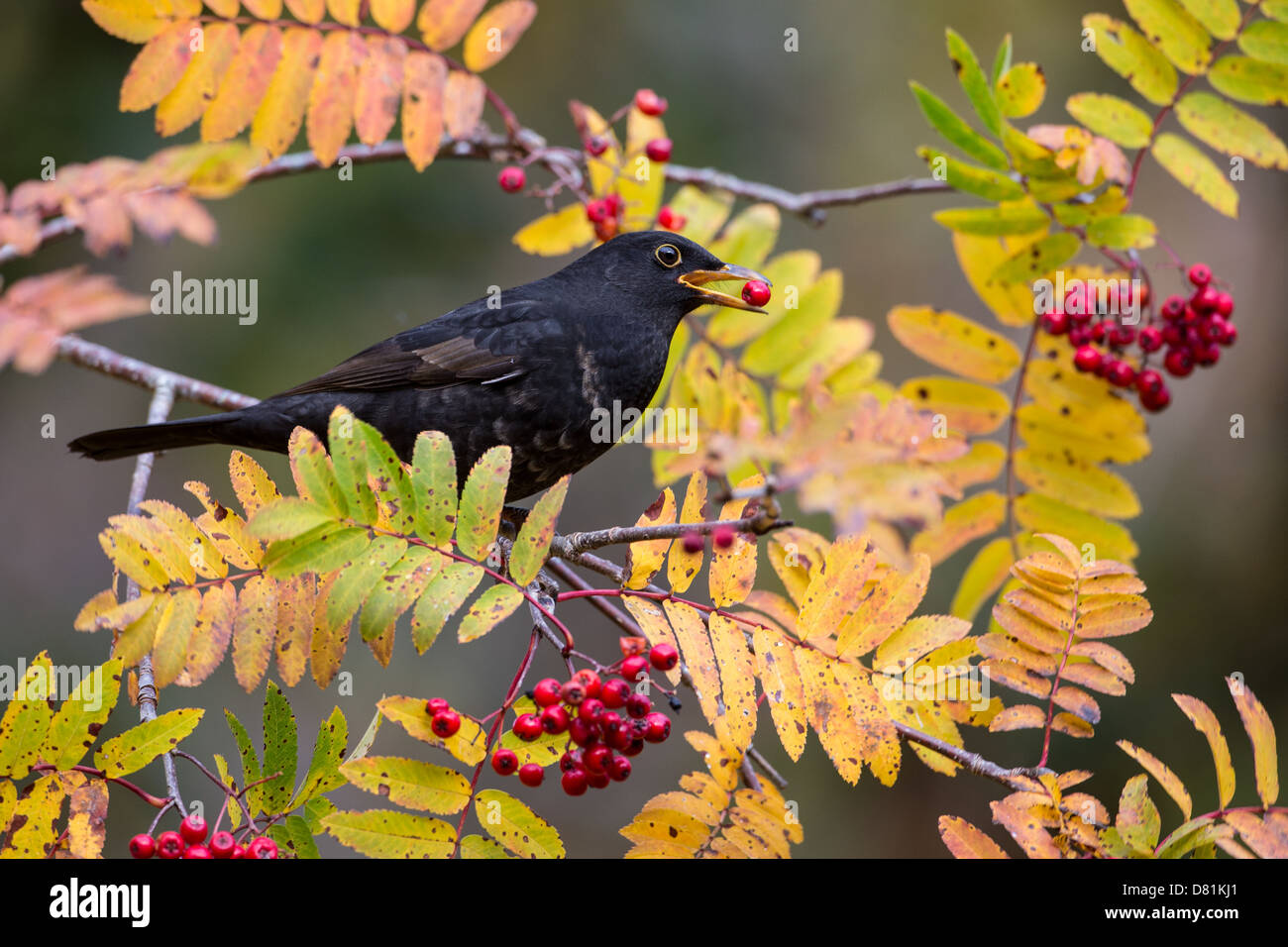 Common Blackbird, Turdus merula, feeding on Rowan berries, Sorbus aucuparia Stock Photo