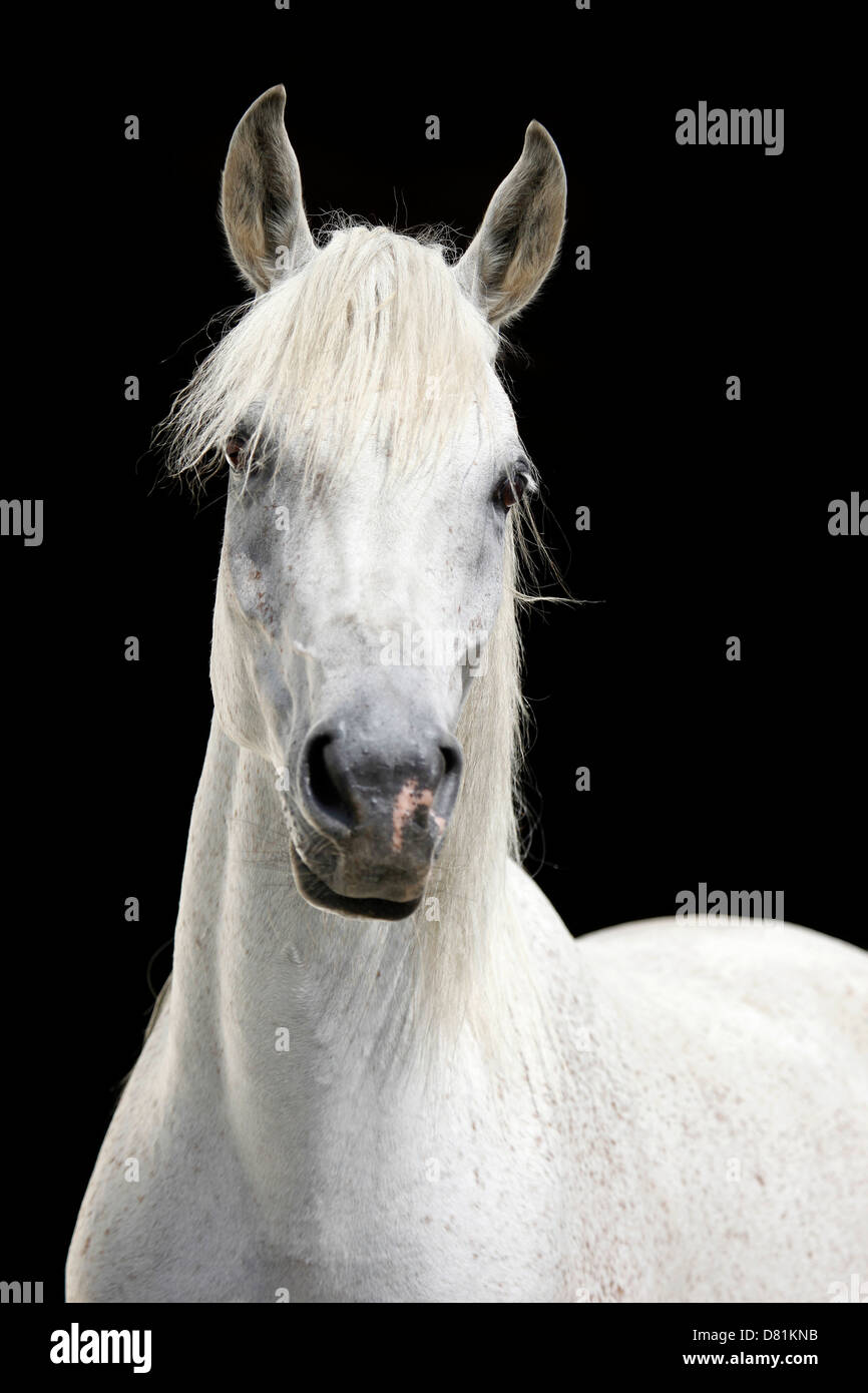 arabian horse portrait Stock Photo - Alamy