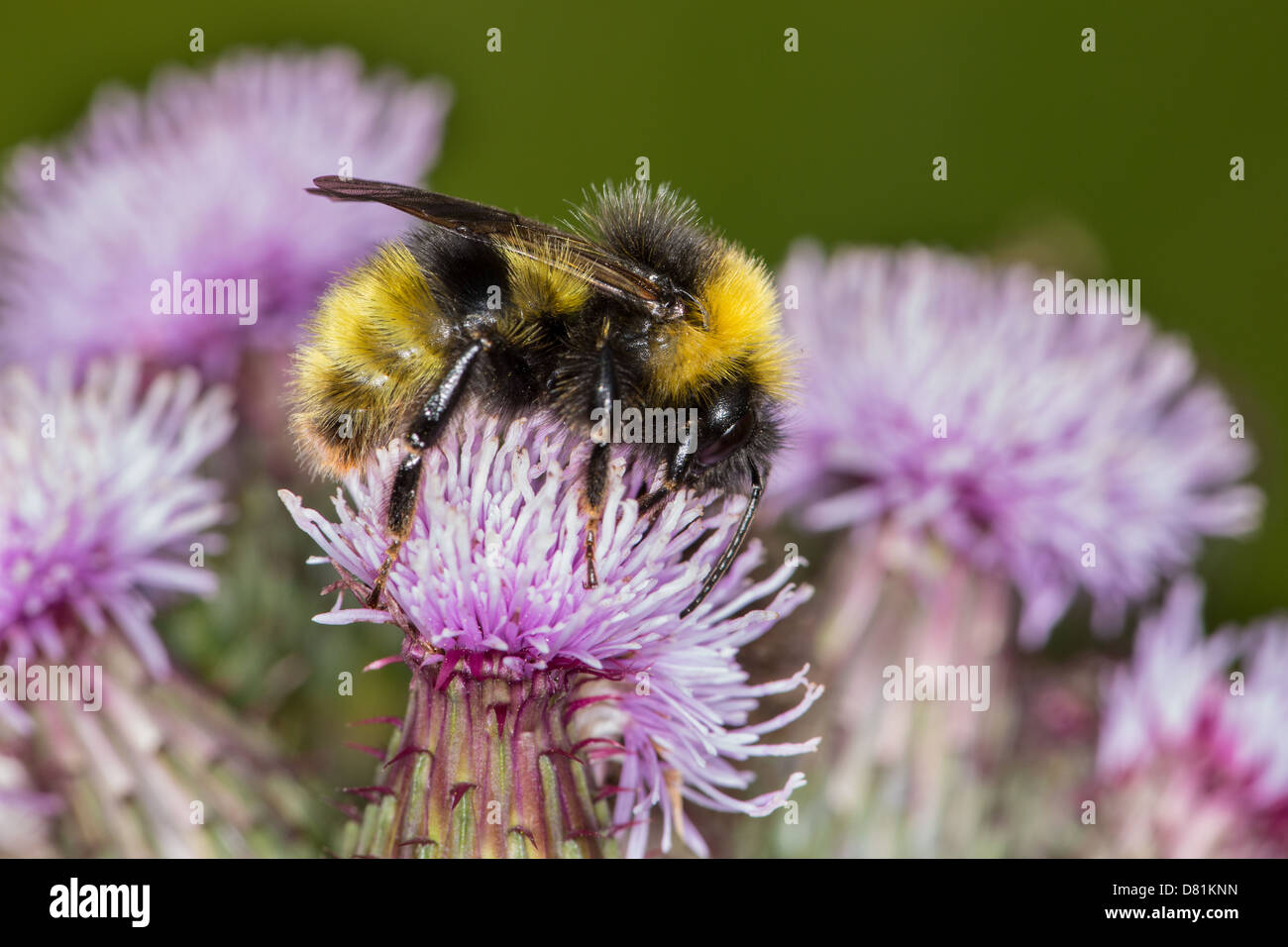Male Forest Cuckoo Bumblebee, Bombus sylvestris, feeding Creeping Thistle Cirsium arvense Stock Photo