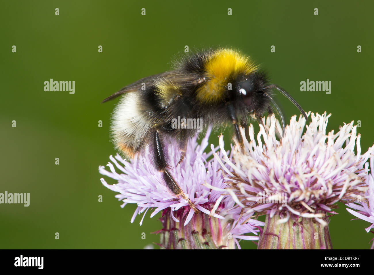 Male Forest Cuckoo Bumblebee, Bombus sylvestris, feeding Creeping Thistle Cirsium arvense Stock Photo
