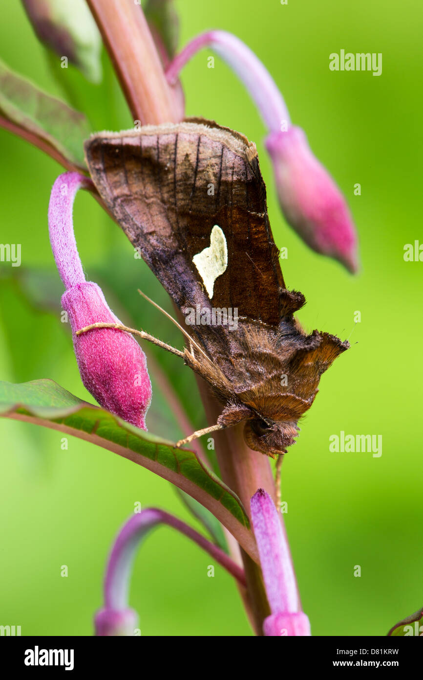 Gold Spangle Moth, Autographa bractea, on Rosebay Willowherb Stock Photo