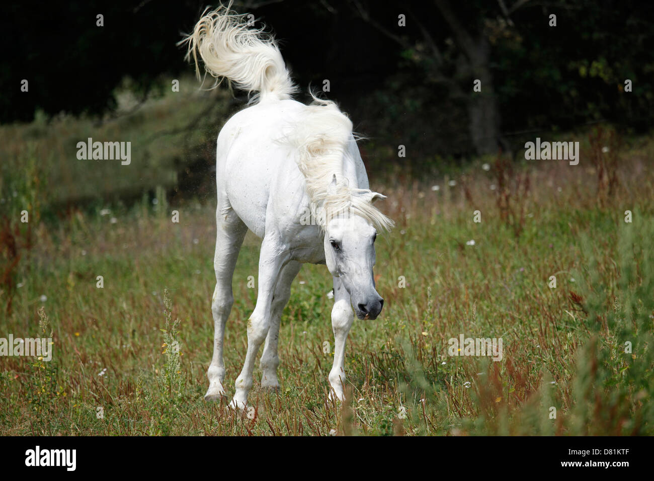 shaking arabian horse Stock Photo Alamy