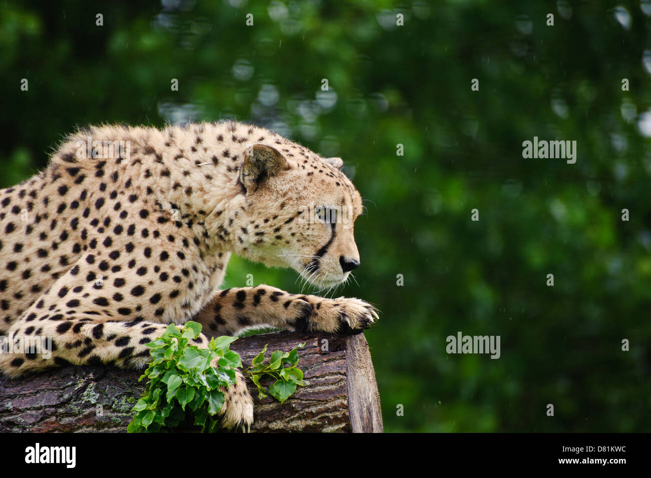 Cheetah Acinonyx Jubatus big cat in captivity Stock Photo