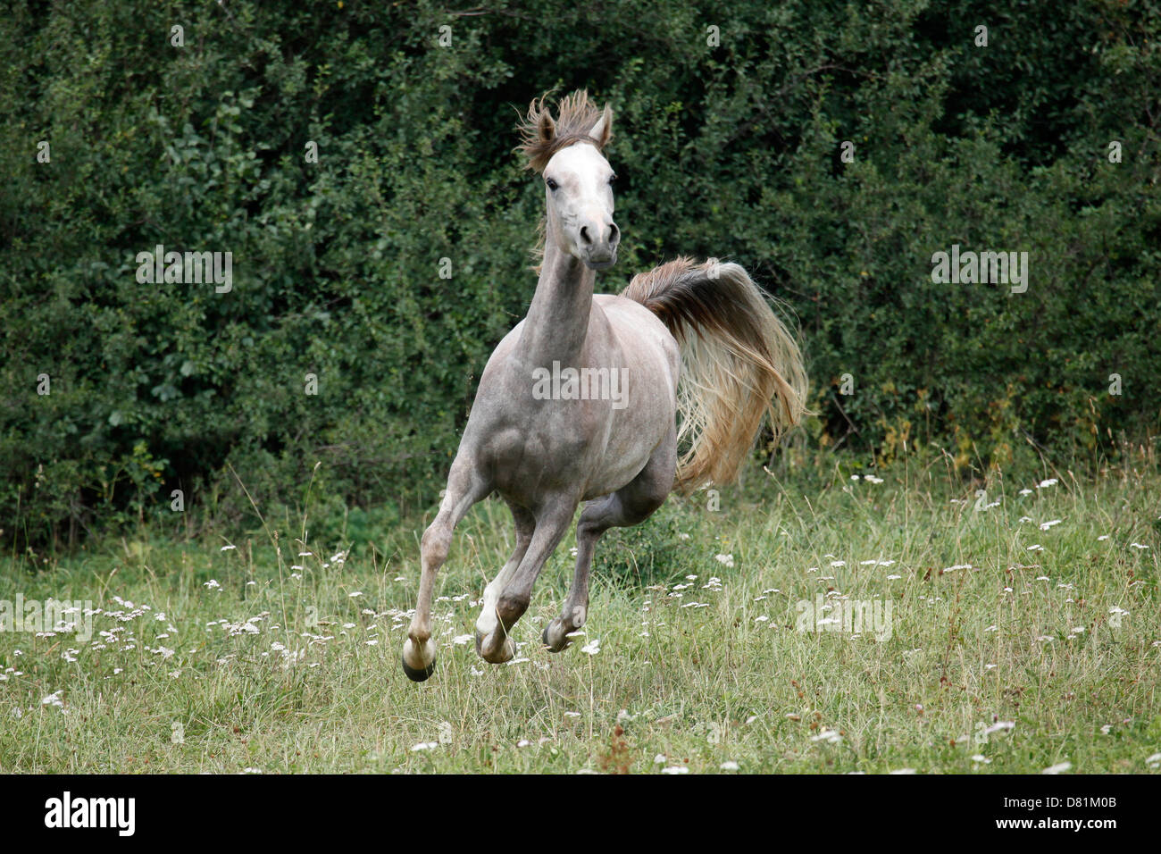 galloping arabian horse Stock Photo