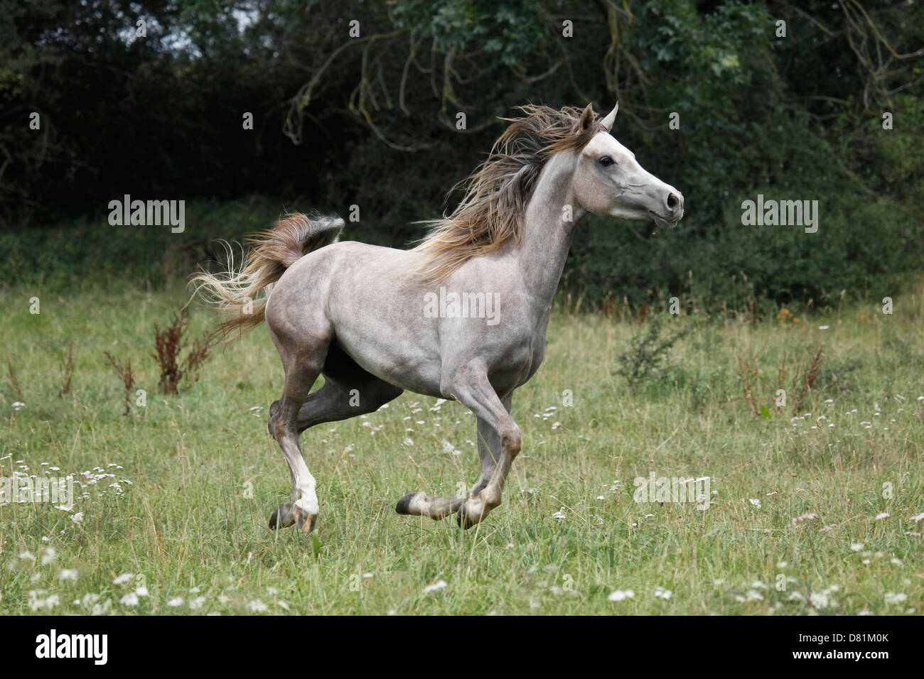 galloping arabian horse Stock Photo
