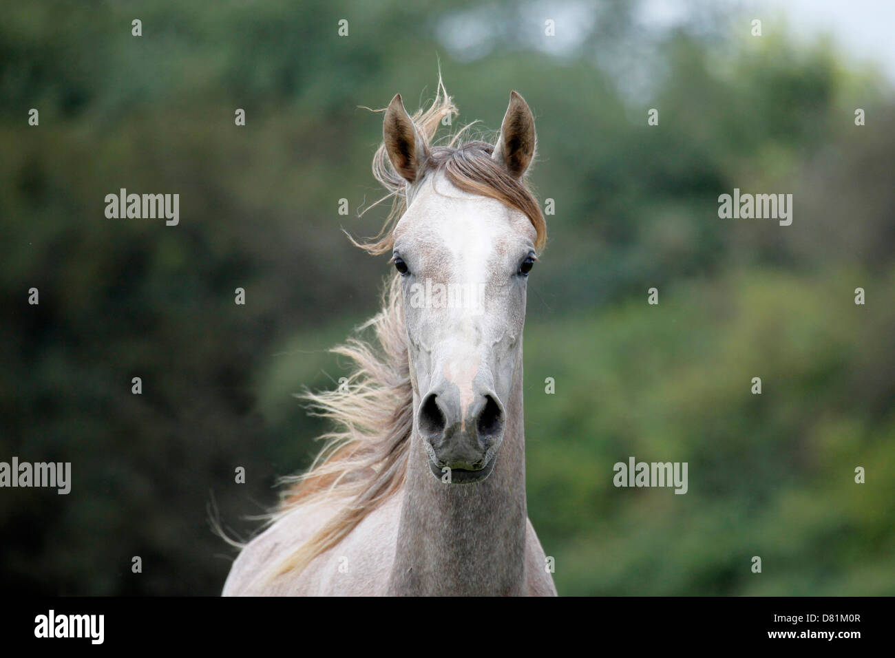 arabian horse portrait Stock Photo